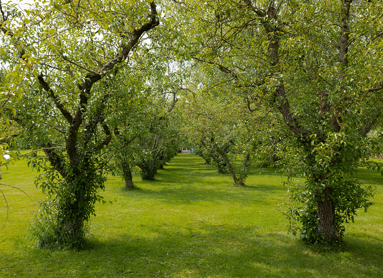 Tuin